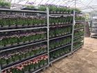Nursery deliveries from Farplants